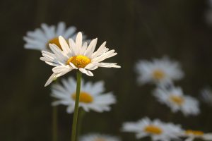 daisies, flower meadow, illuminated